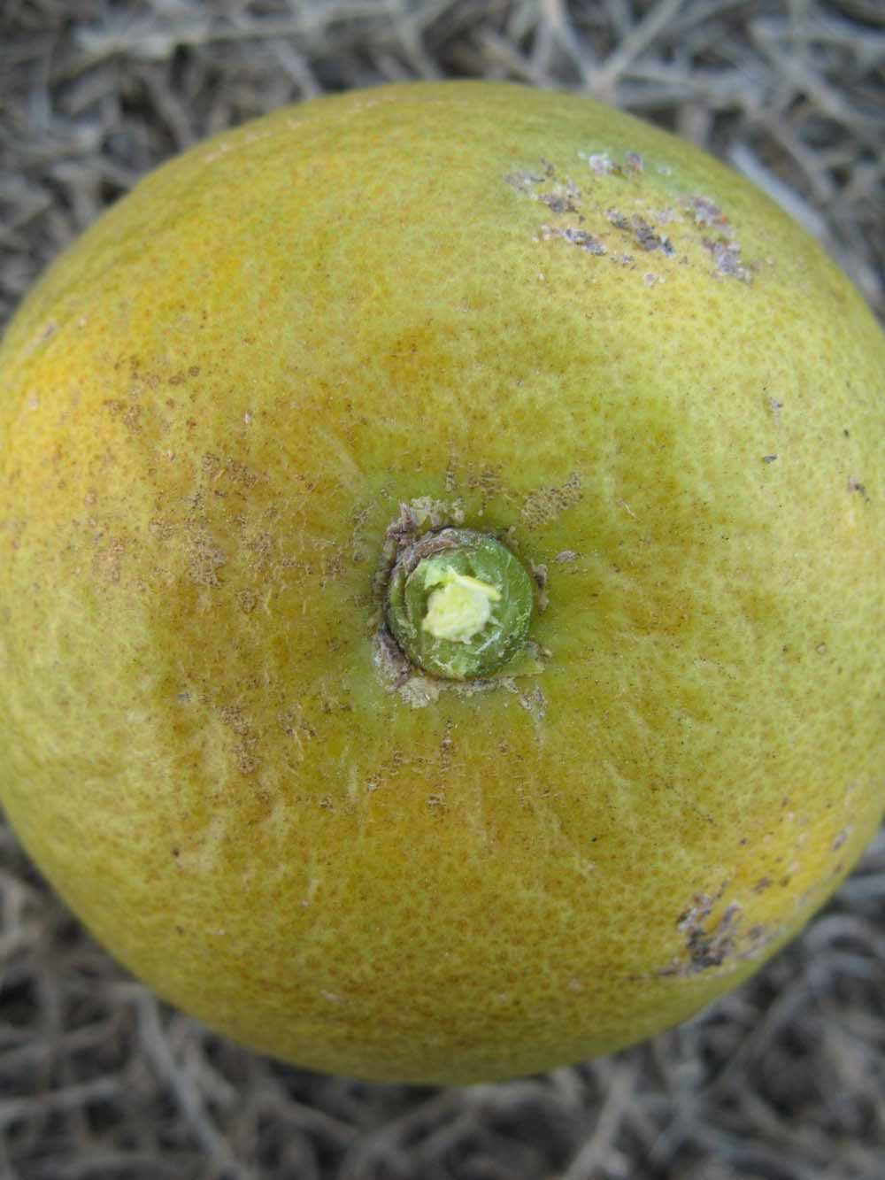              Fruit (Winter Haven, FL)       